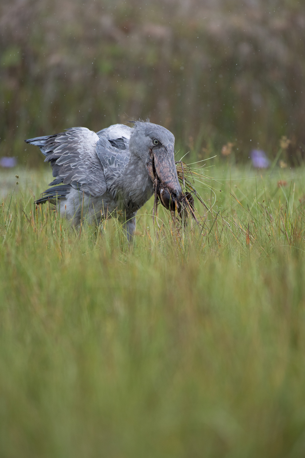 člunozobec africký (Balaeniceps rex) Shoebill