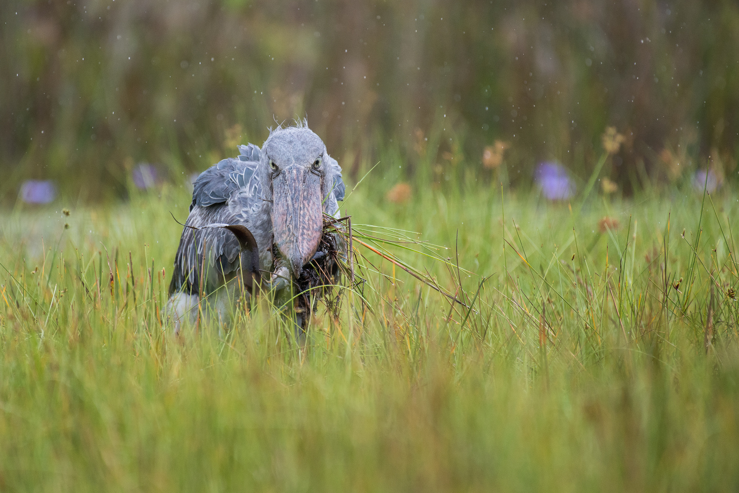 člunozobec africký (Balaeniceps rex) Shoebill