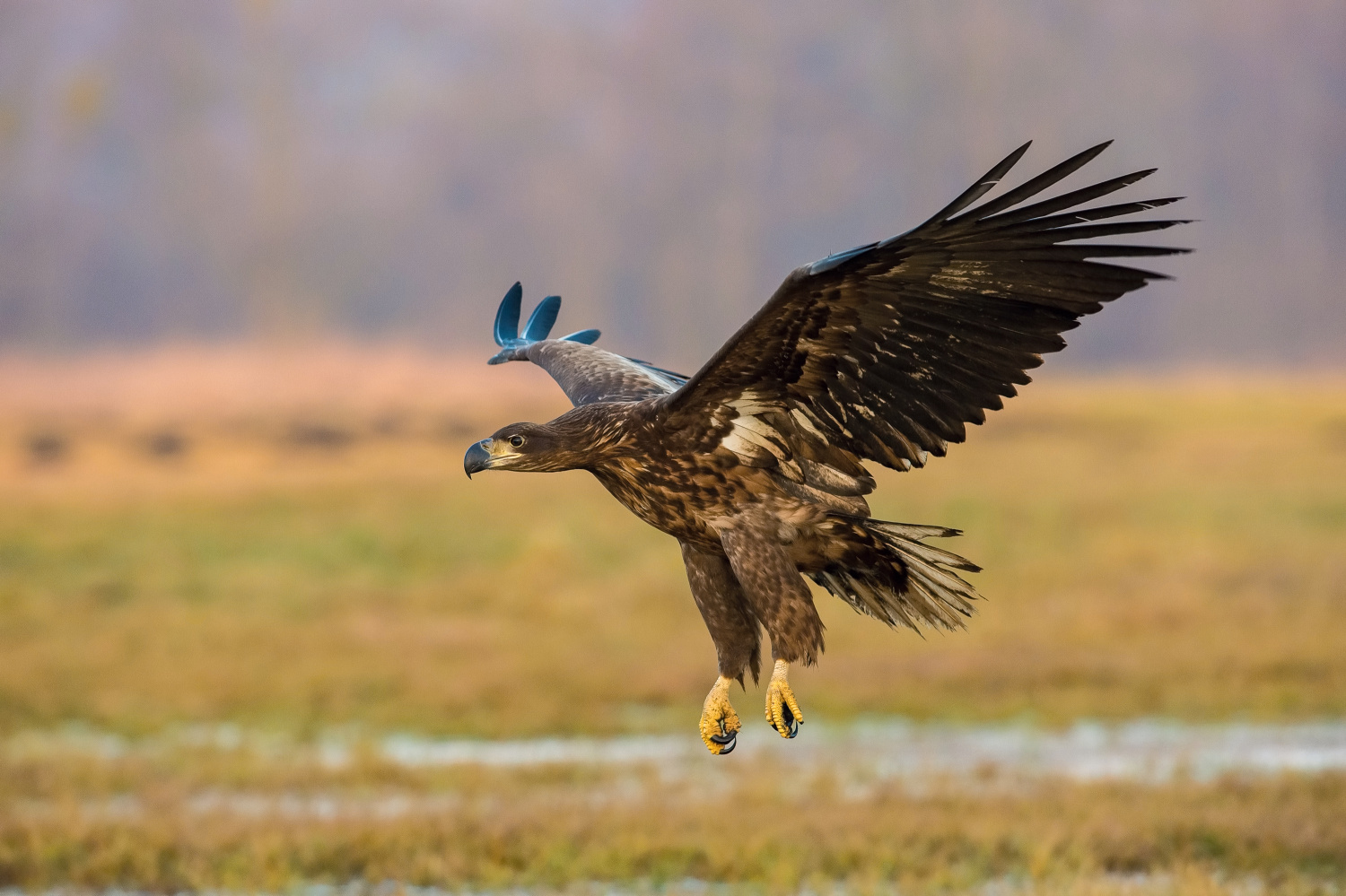 orel mořský (Haliaeetus albicilla) White-tailed eagle