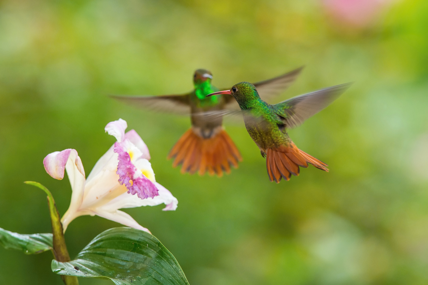 kolibřík rezavoocasý (Amazilia tzacatl) Rufous-tailed hummingbird