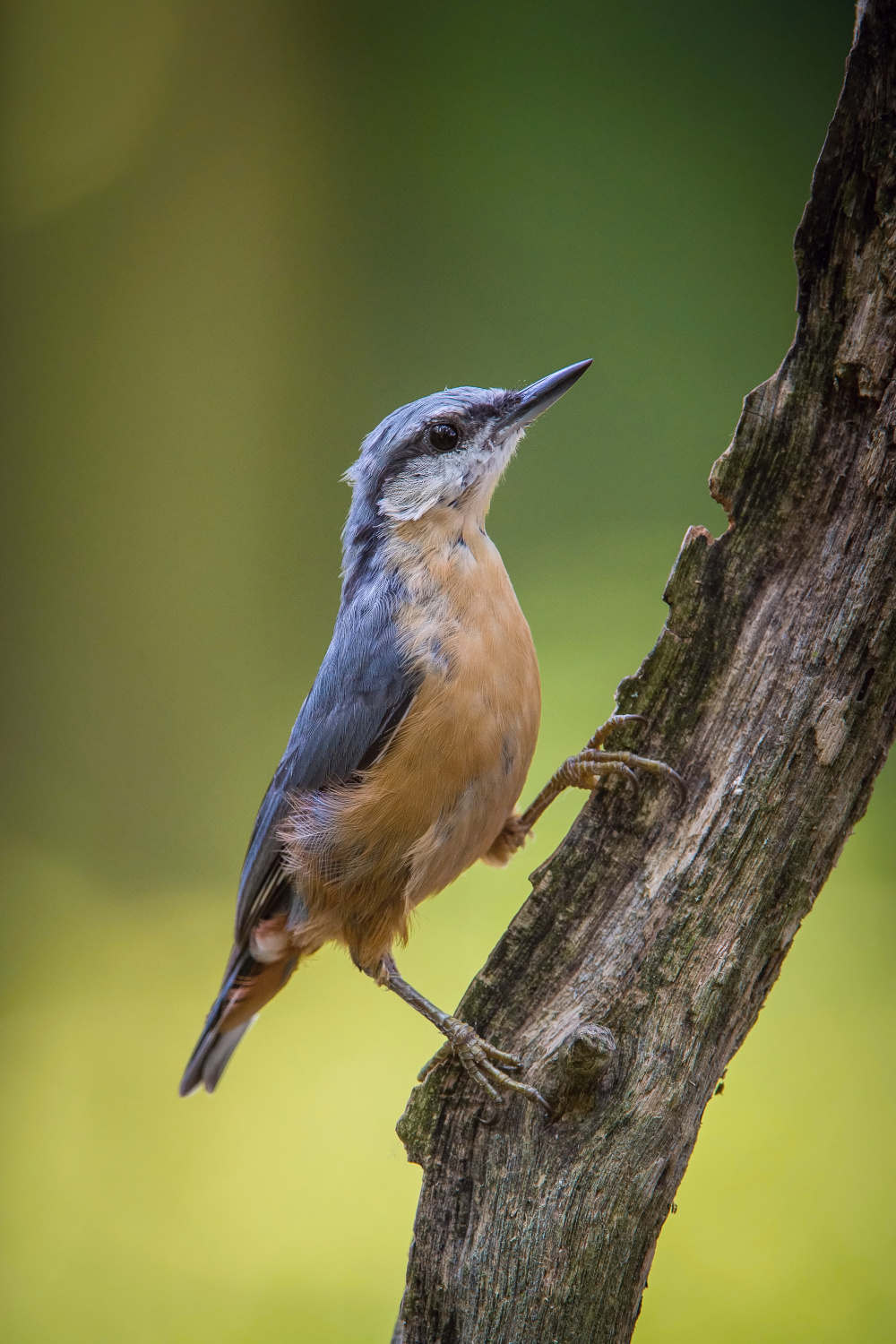 brhlík lesní (Sitta europaea) Eurasian nuthatch