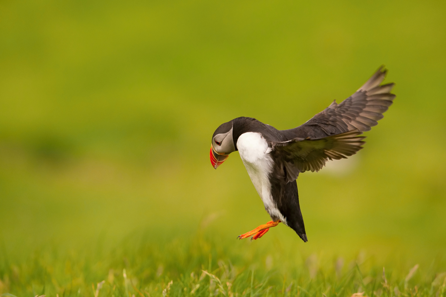 papuchalk bělobradý ploskozobý (Fratercula arctica) Atlantic puffin