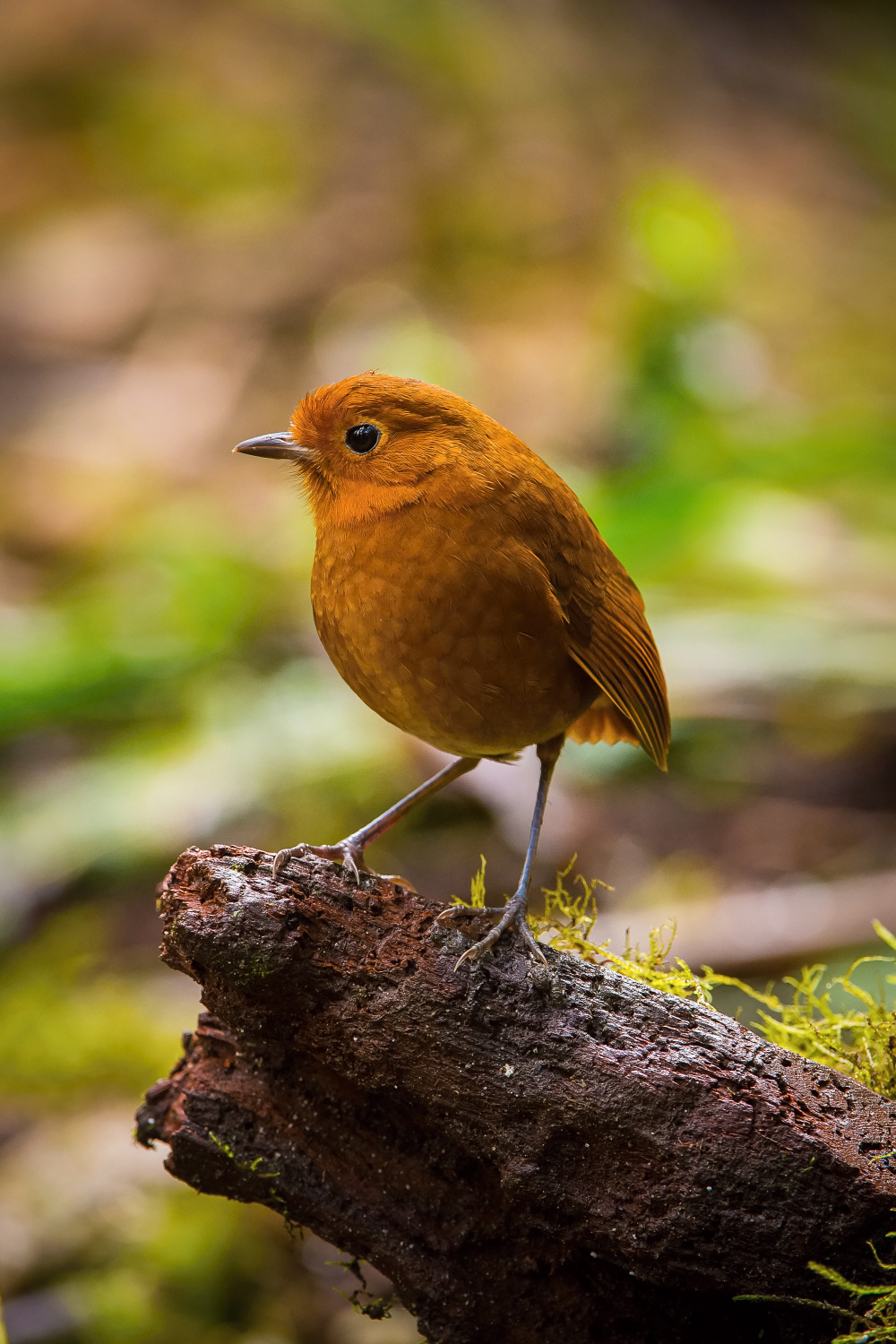 pitule jednobarvá (Grallaria rufula) Rufous antpitta