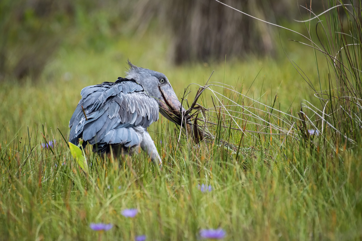 člunozobec africký (Balaeniceps rex) Shoebill