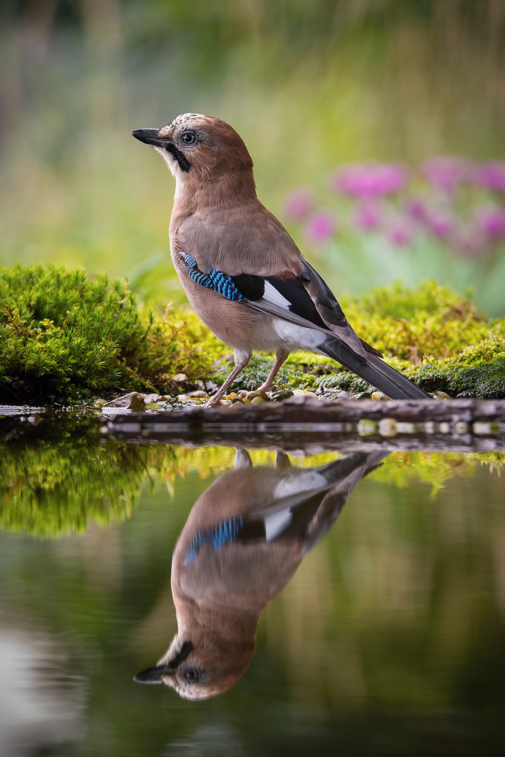 sojka obecná (Garrulus glandarius) Eurasian jay