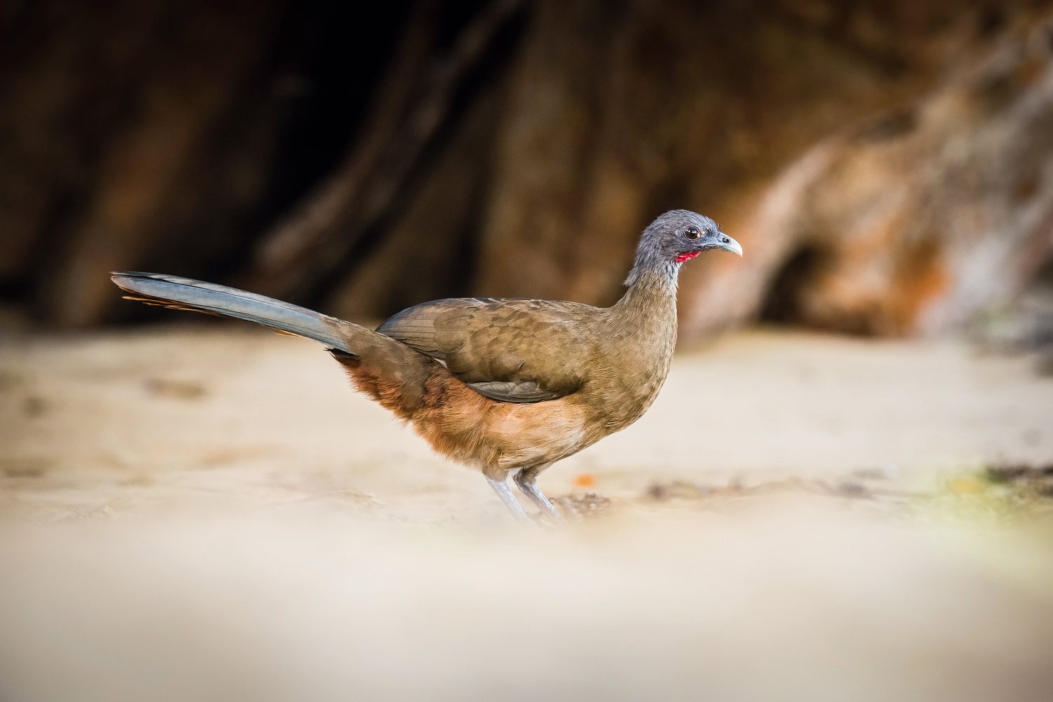 čačalaka rudořitá (Ortalis ruficauda) Rufous-vented chachalaca