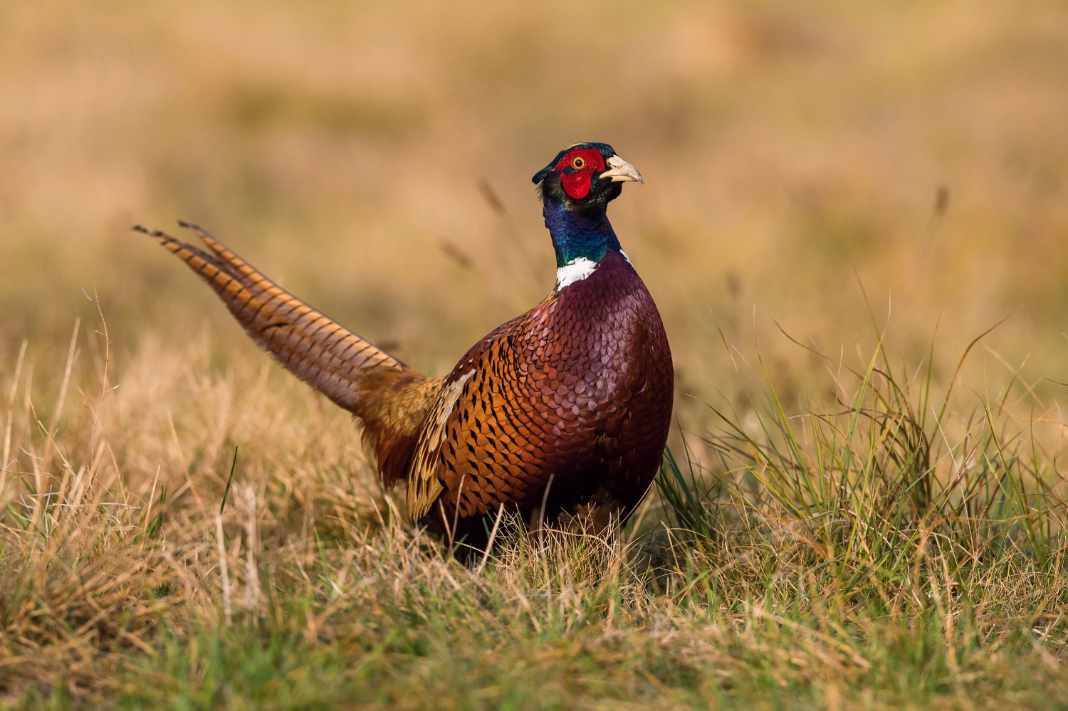 bažant obecný (Phasianus colchicus) Common pheasant