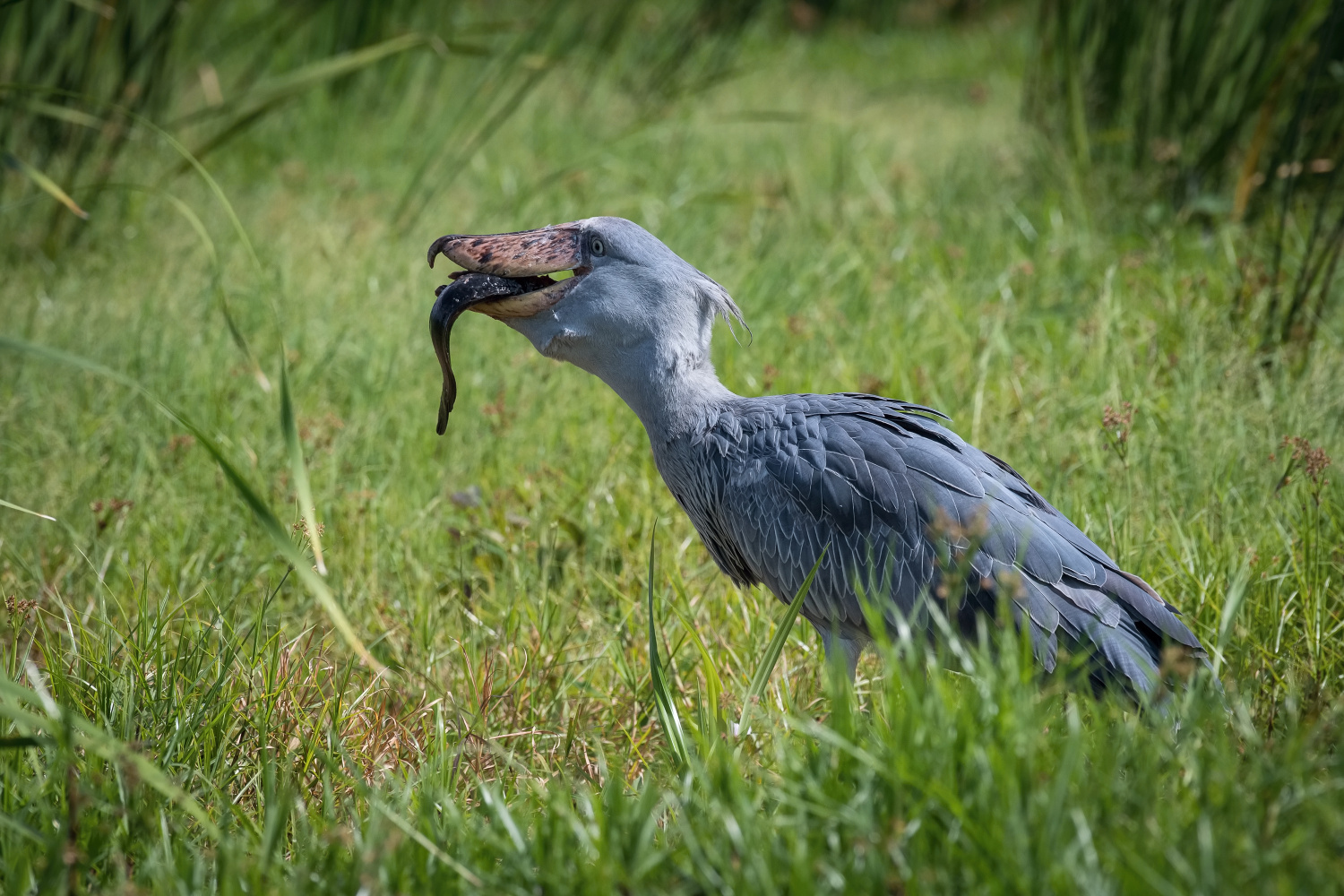 člunozobec africký (Balaeniceps rex) Shoebill