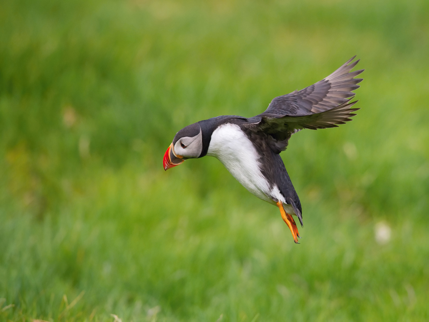 papuchalk bělobradý ploskozobý (Fratercula arctica) Atlantic puffin