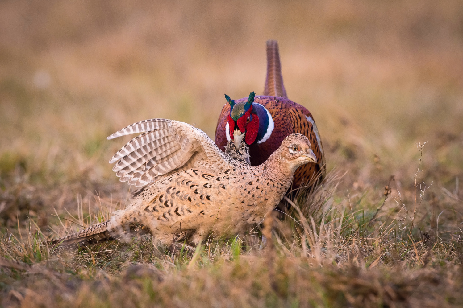 bažant obecný (Phasianus colchicus) Common pheasant