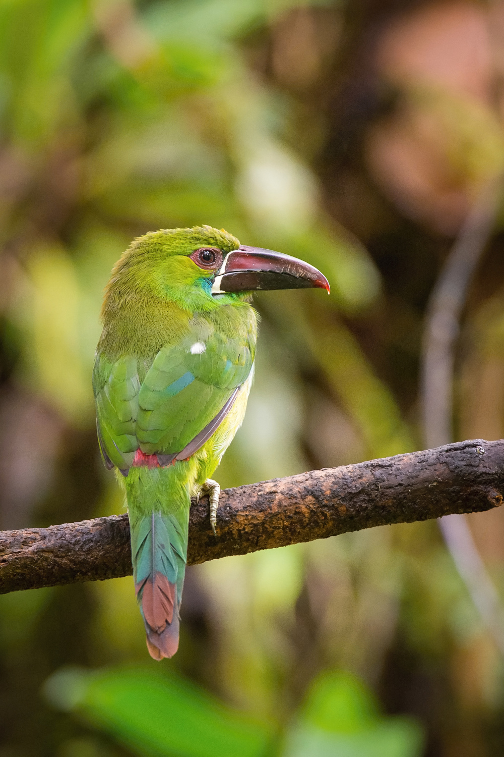 arassari karmínový (Aulacorhynchus haematopygus) Crimson-rumped toucanet