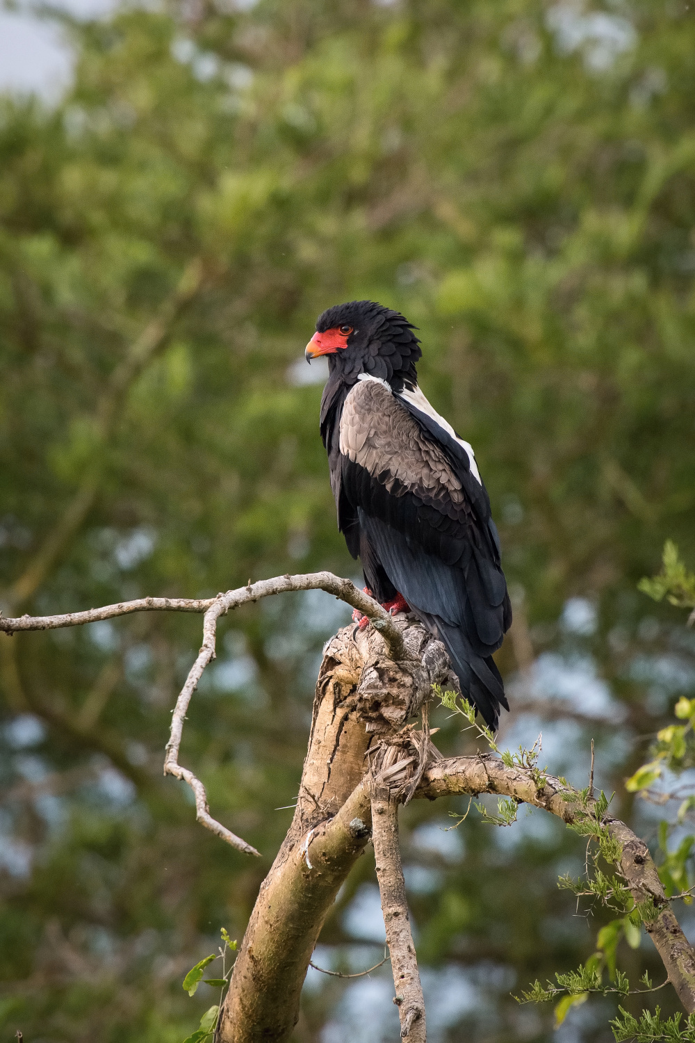 orlík kejklíř (Terathopius ecaudatus) Bateleur