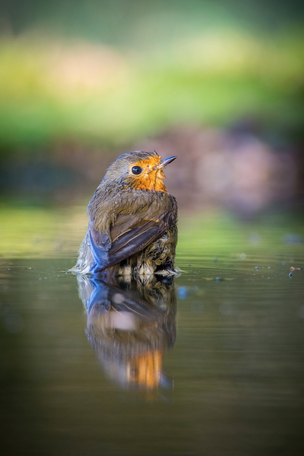 červenka obecná (Erithacus rubecula) European robin