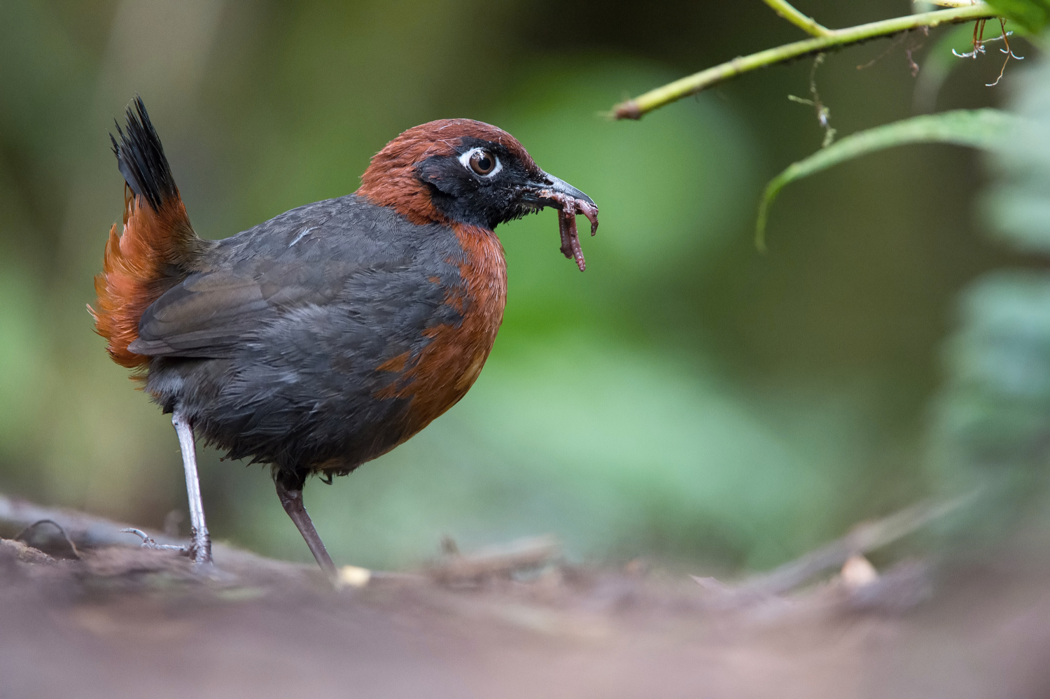 mravenčíkovec rezavoprsý (Formicarius rufipectus) Rufous-breasted antthrush