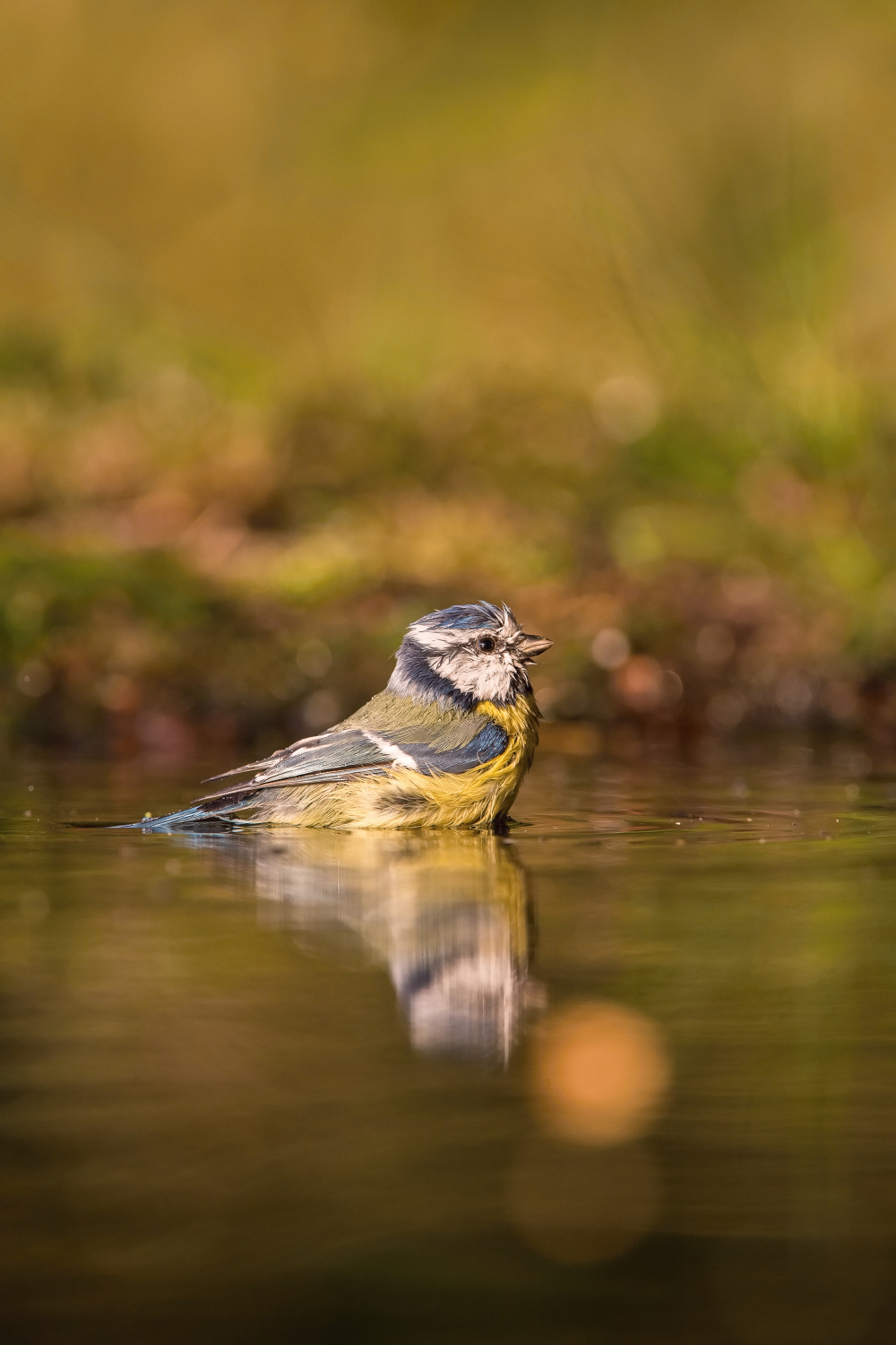 sýkora modřinka (Parus caeruleus) Eurasian blue tit