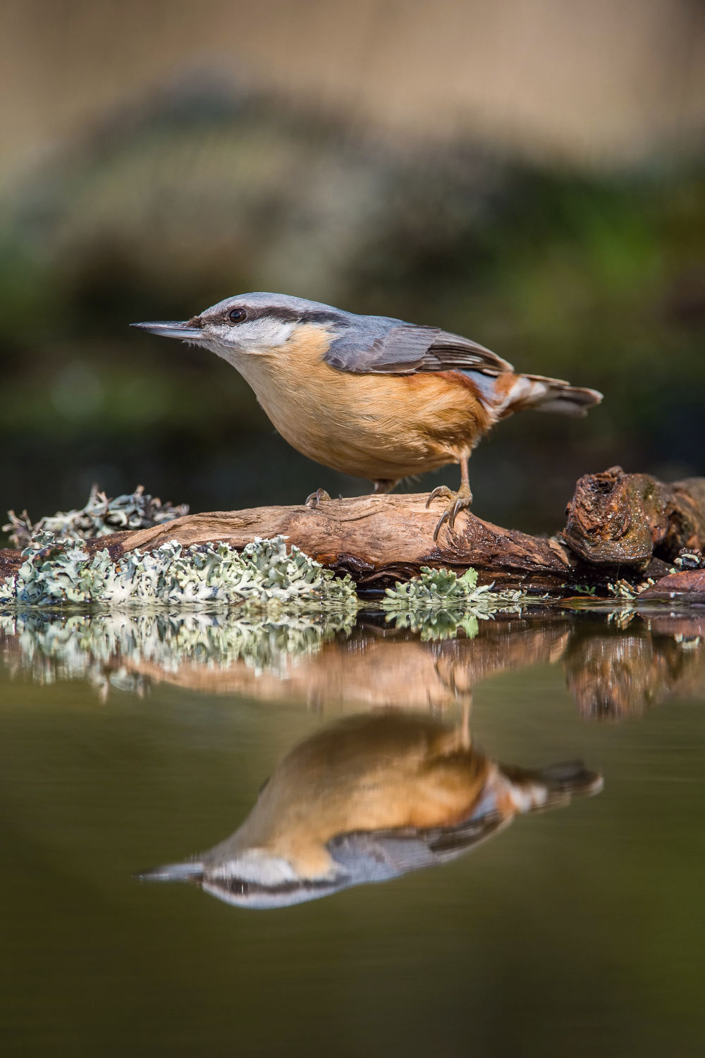 brhlík lesní (Sitta europaea) Eurasian nuthatch