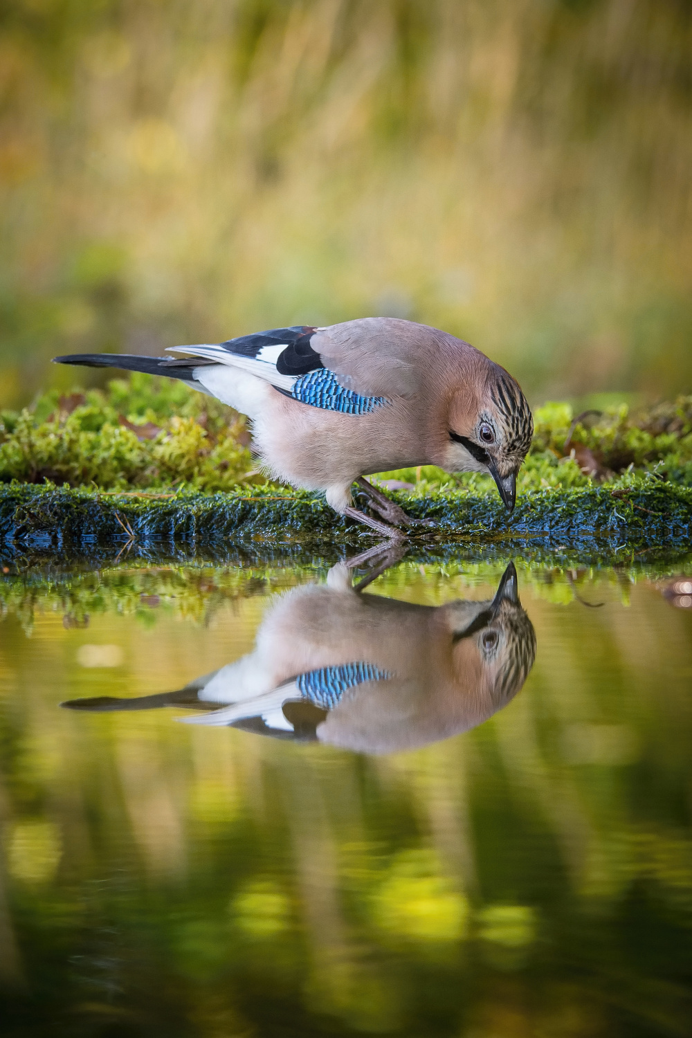 sojka obecná (Garrulus glandarius) Eurasian jay