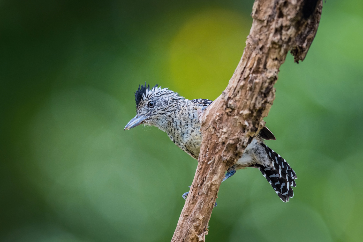 mravenčík zebrovitý (Thamnophilus doliatus) Barred antshrike