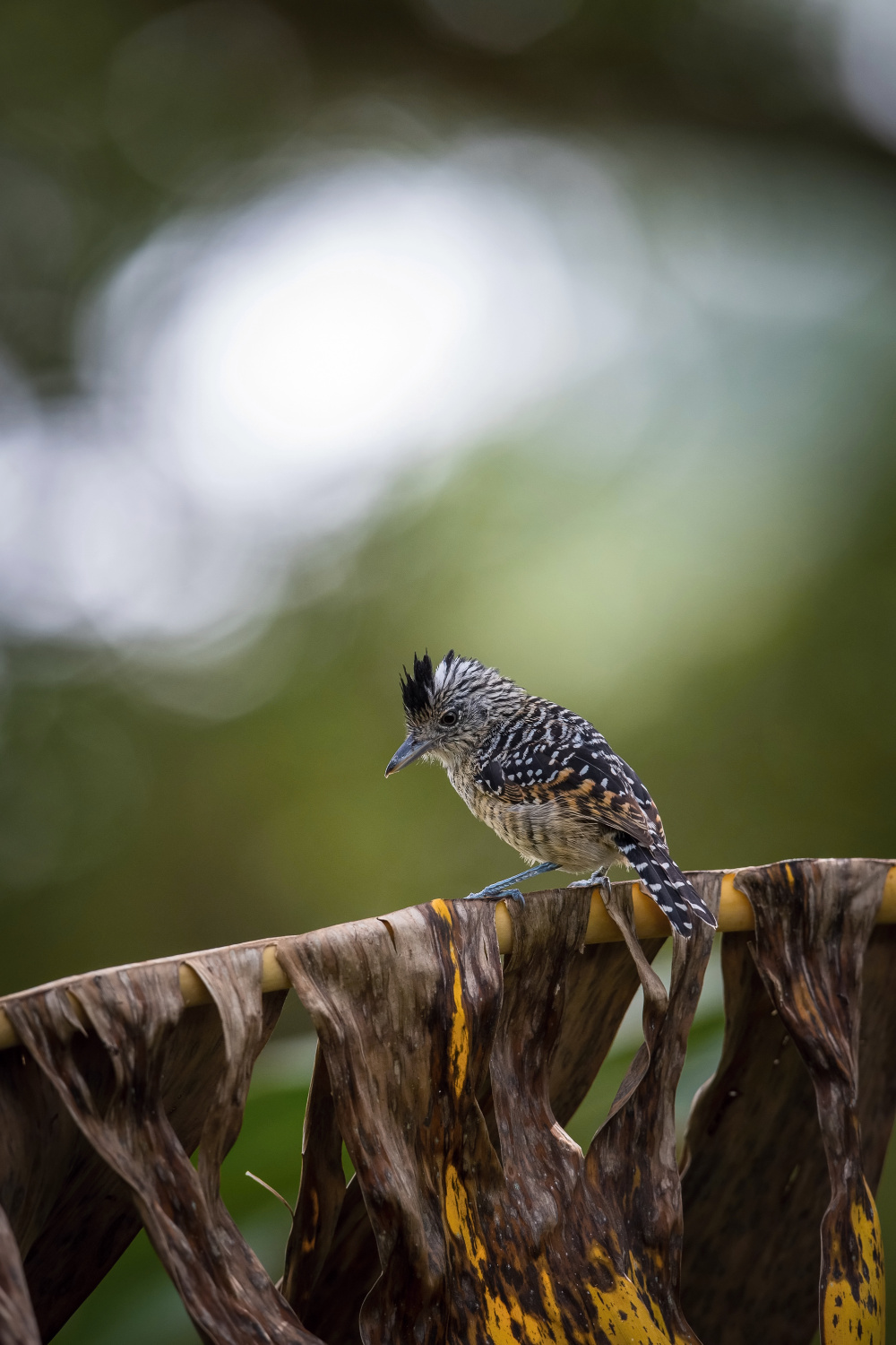 mravenčík zebrovitý (Thamnophilus doliatus) Barred antshrike