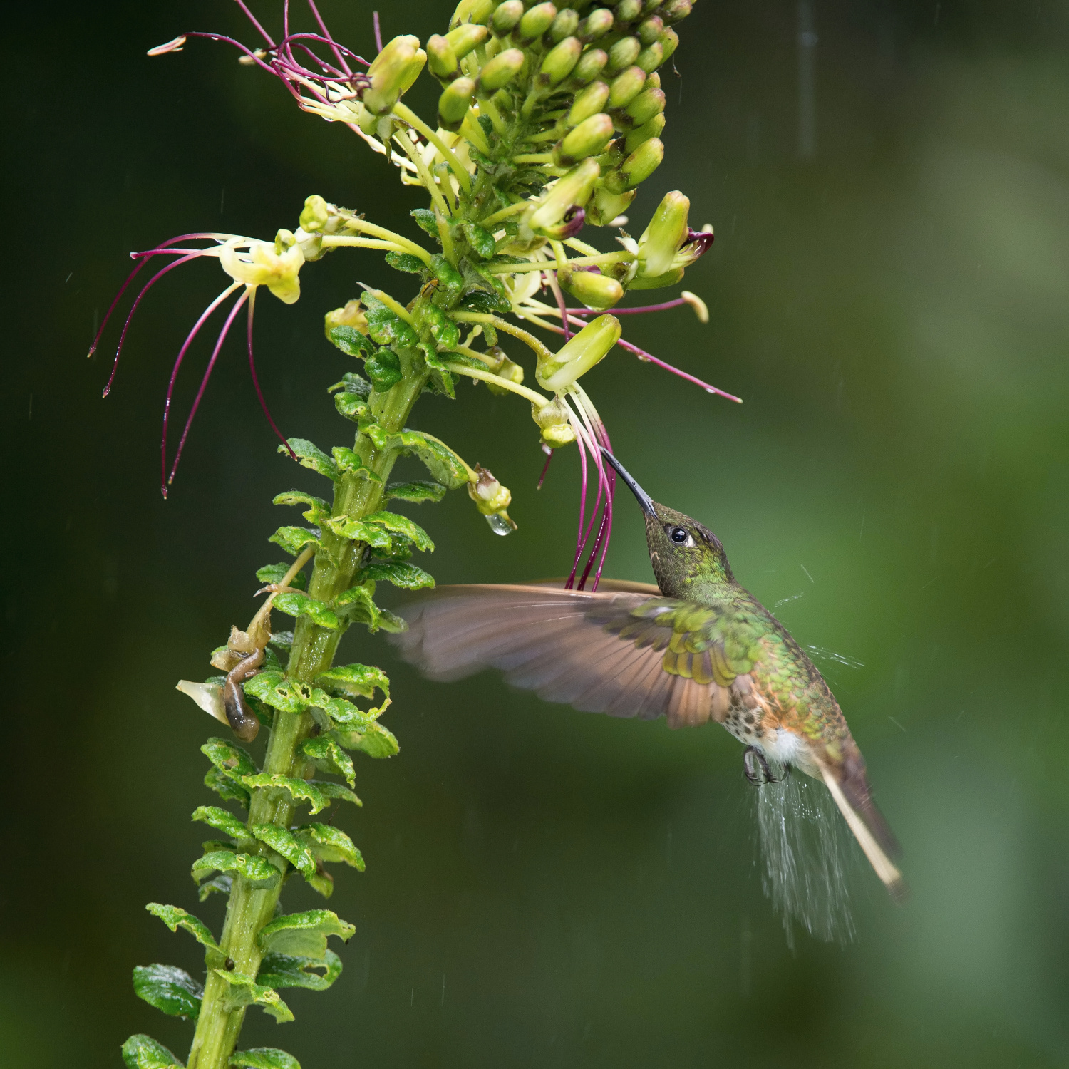 kolibřík žlutavý (Boissonneaua flavescens) Buff-tailed coronet