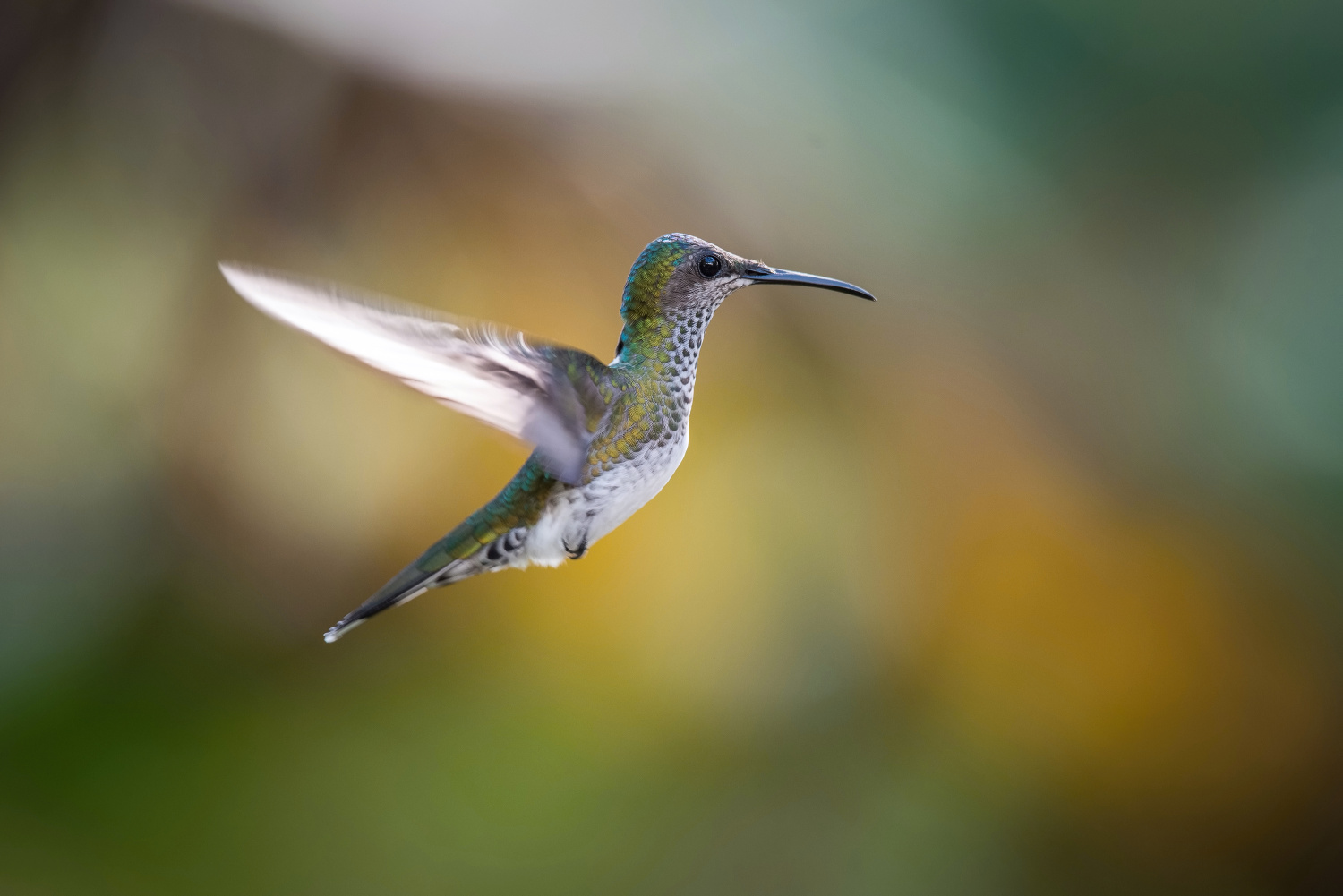 kolibřík bělokrký (Florisuga mellivora) White-necked jacobin