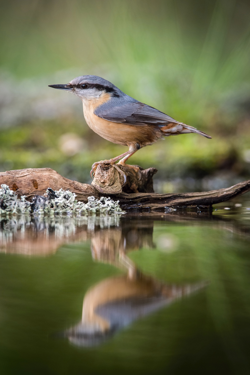 brhlík lesní (Sitta europaea) Eurasian nuthatch