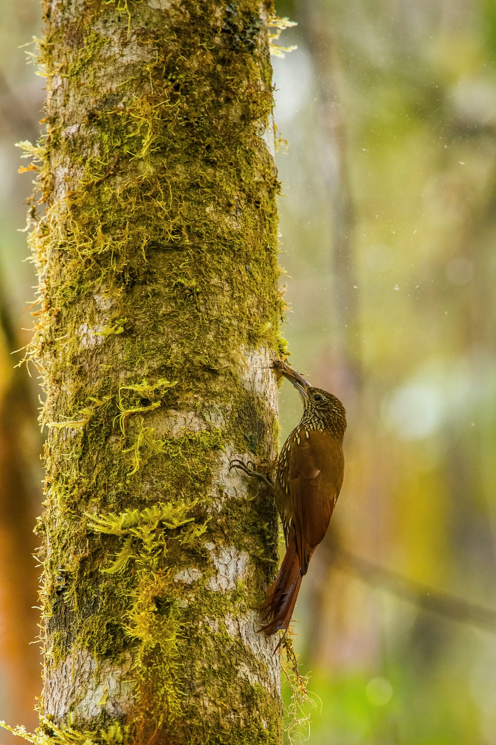 klouzálek horský (Lepidocolaptes lacrymiger) Montane woodcreeper