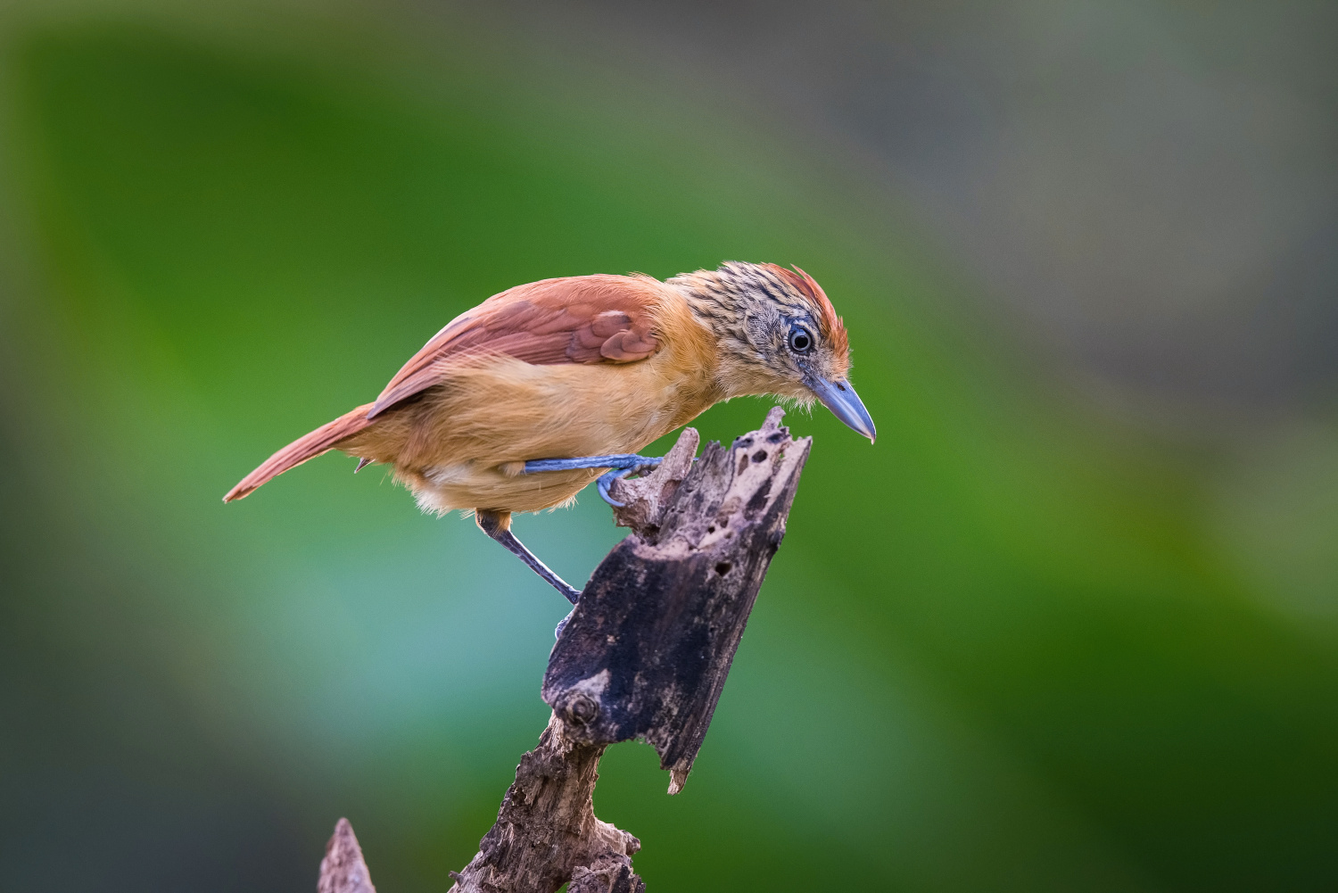 mravenčík zebrovitý (Thamnophilus doliatus) Barred antshrike