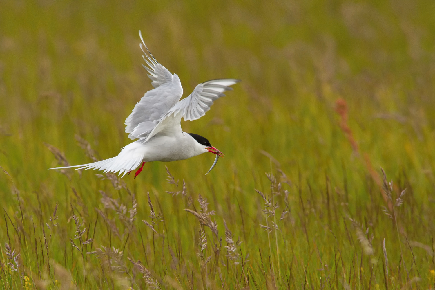 rybák dlouhoocasý (Sterna paradisaea) Arctic tern