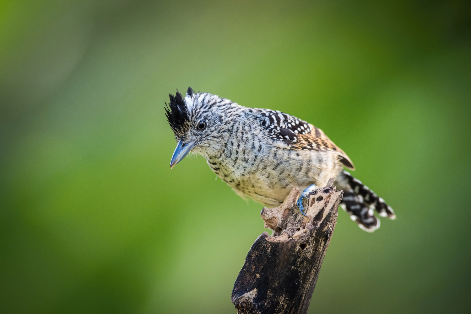 mravenčík zebrovitý (Thamnophilus doliatus) Barred antshrike