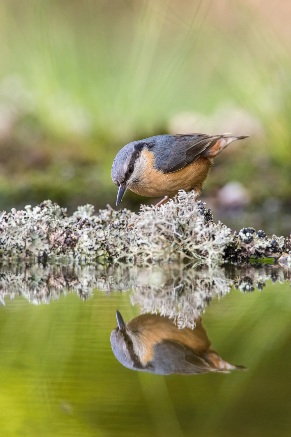 brhlík lesní (Sitta europaea) Eurasian nuthatch