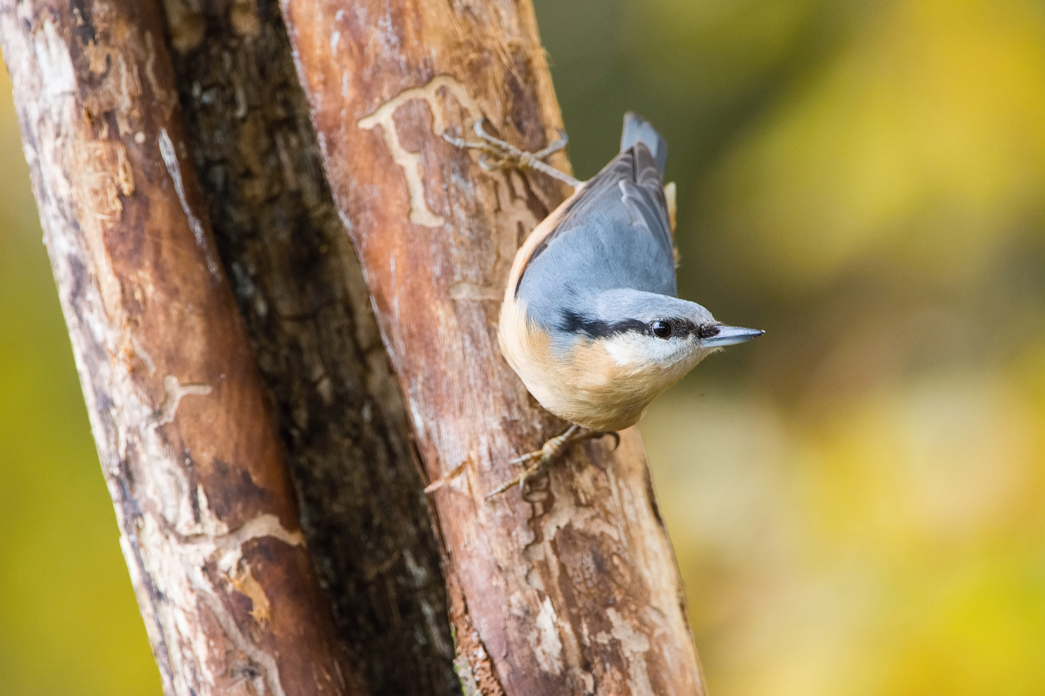 brhlík lesní (Sitta europaea) Eurasian nuthatch