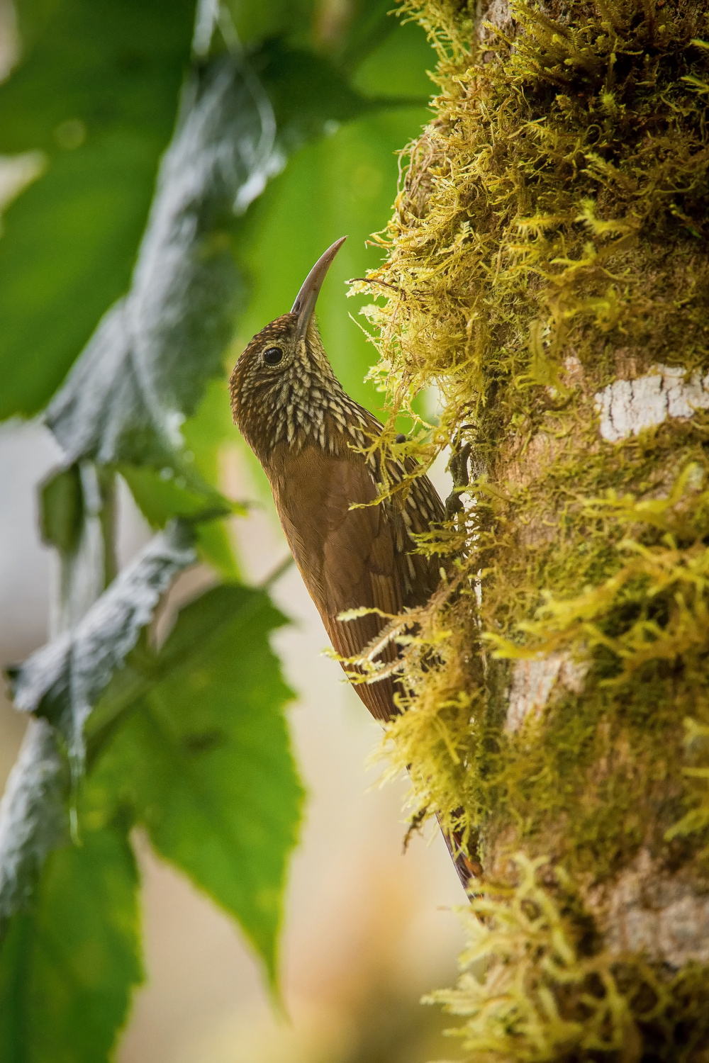 klouzálek horský (Lepidocolaptes lacrymiger) Montane woodcreeper