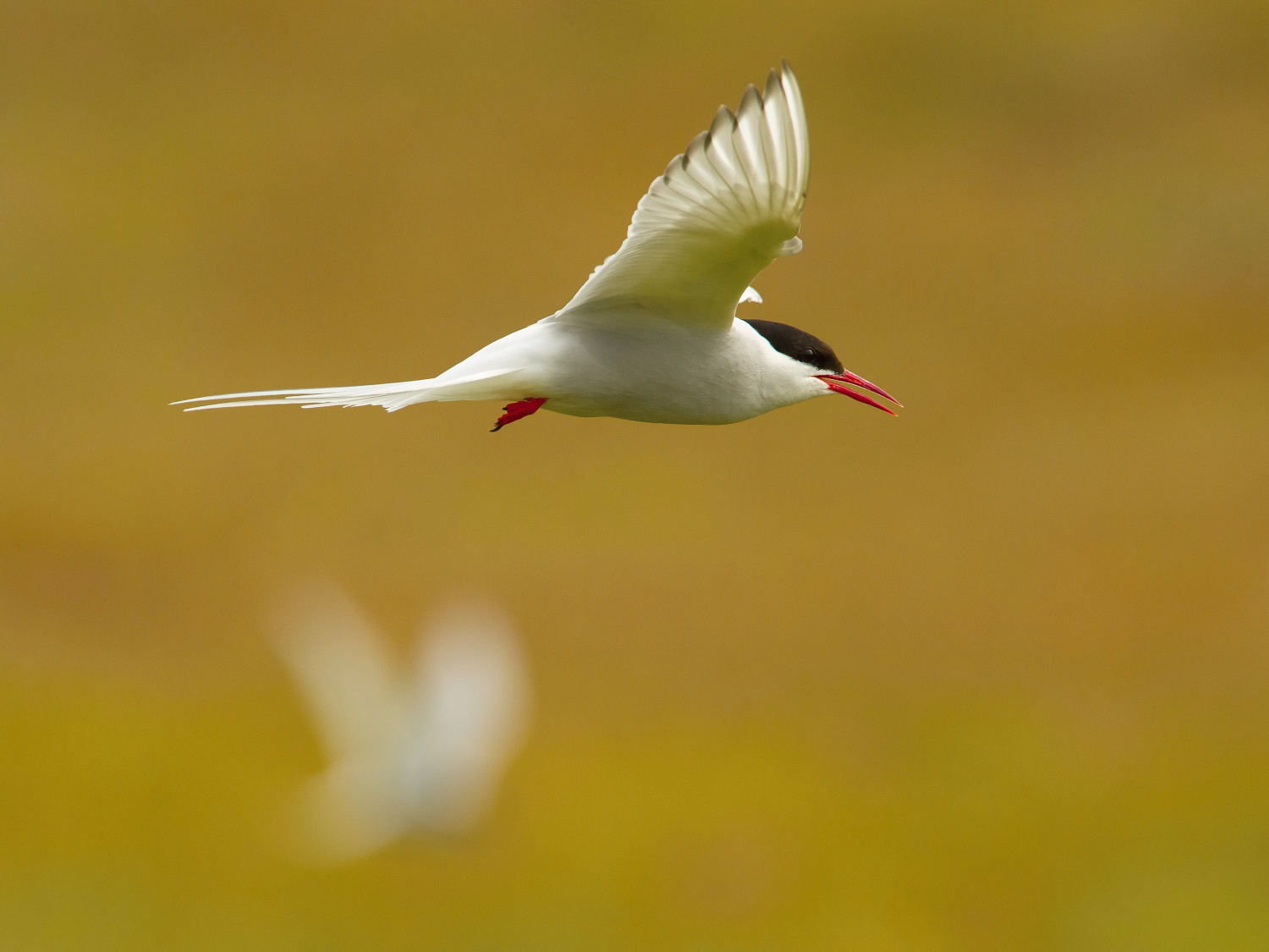 rybák dlouhoocasý (Sterna paradisaea) Arctic tern