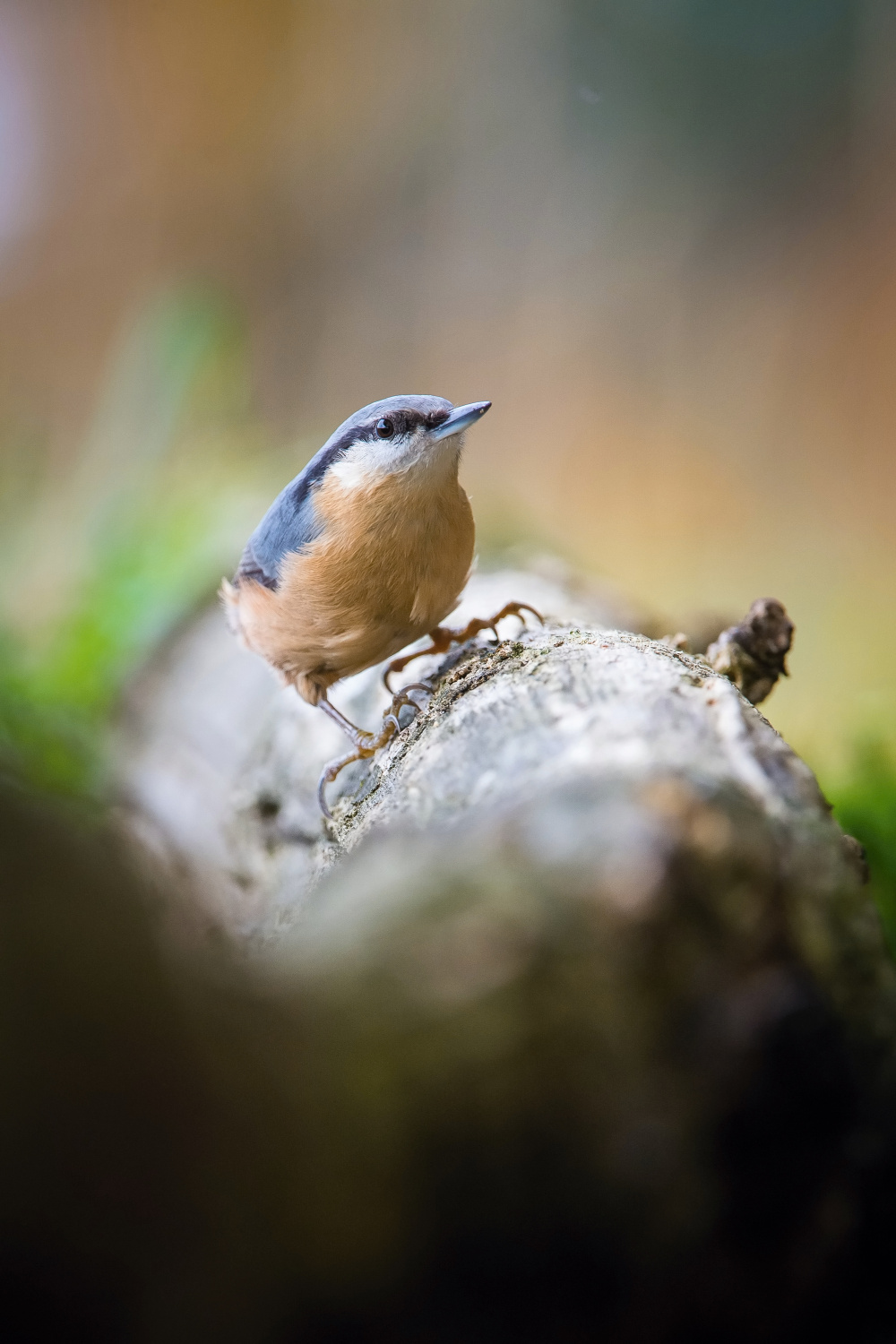 brhlík lesní (Sitta europaea) Eurasian nuthatch