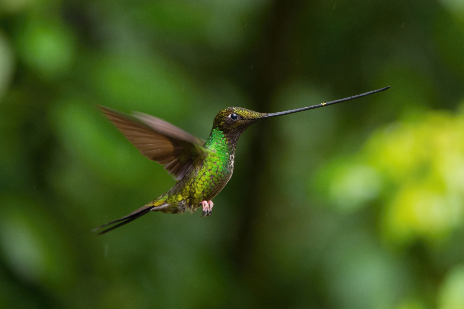 kolibřík mečozobec (Ensifera ensifera) Sword-billed hummingbird