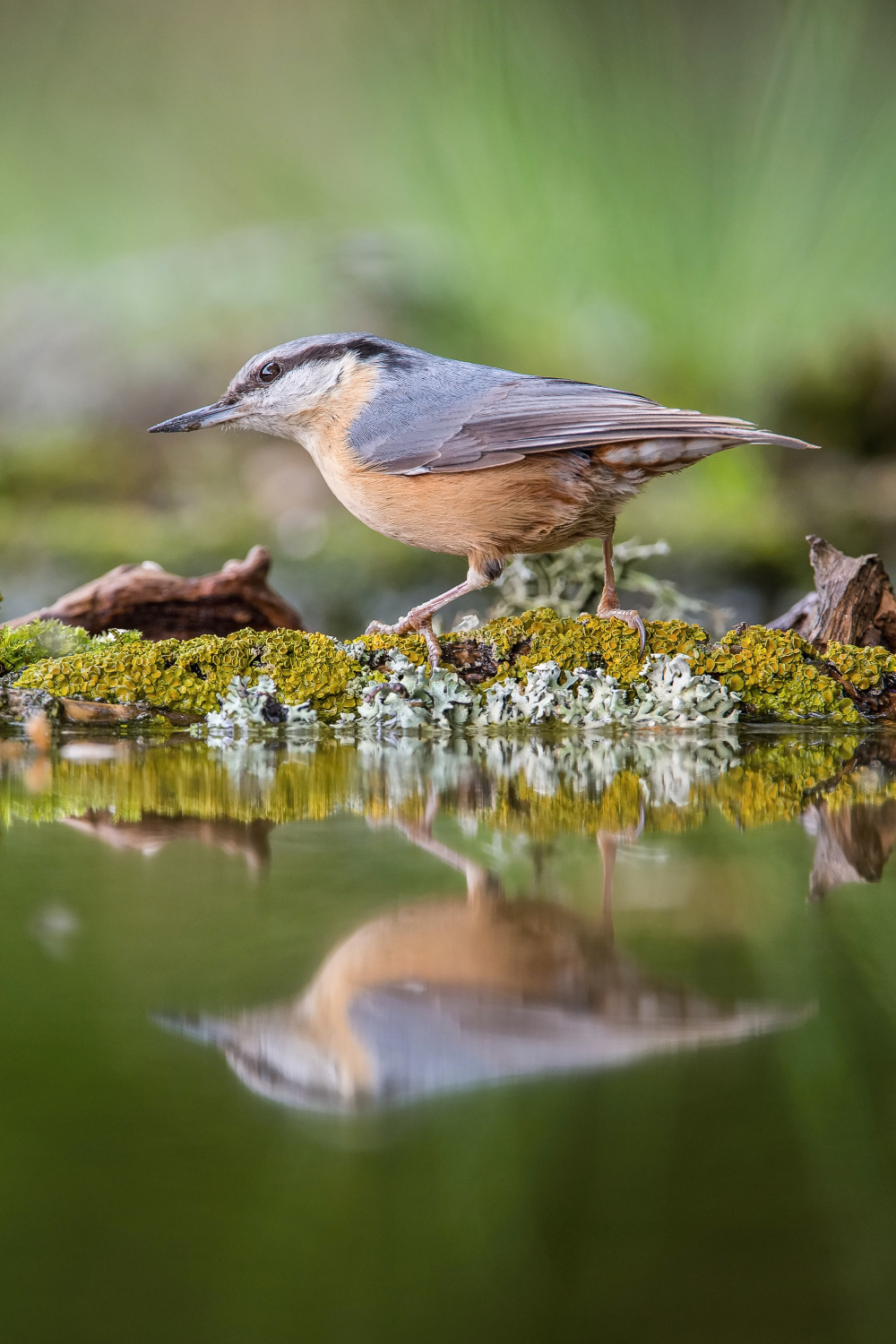 brhlík lesní (Sitta europaea) Eurasian nuthatch