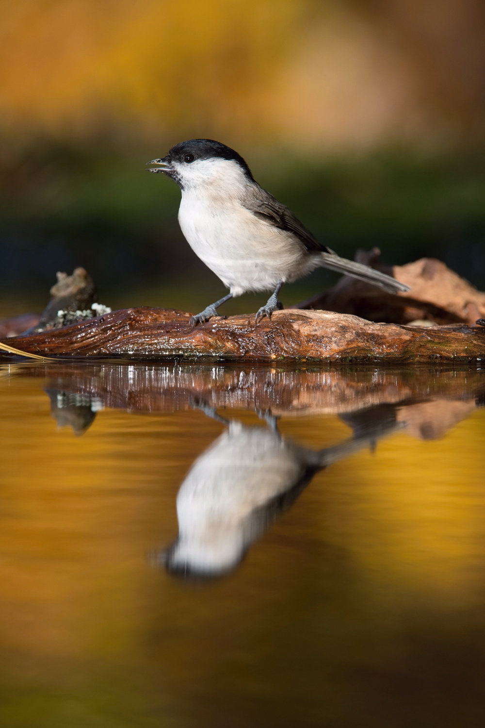 sýkora babka (Parus palustris) Marsh tit