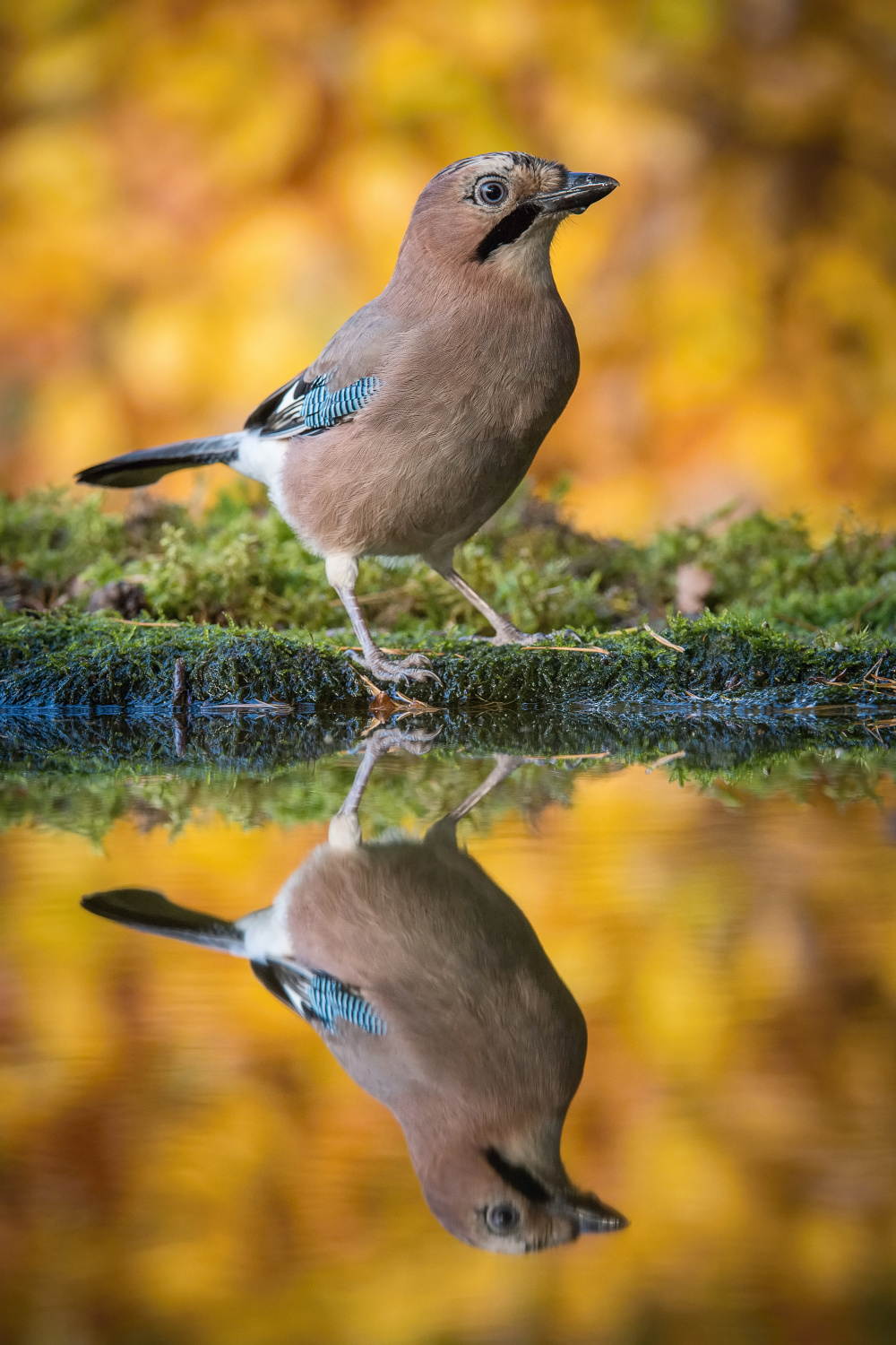 sojka obecná (Garrulus glandarius) Eurasian jay