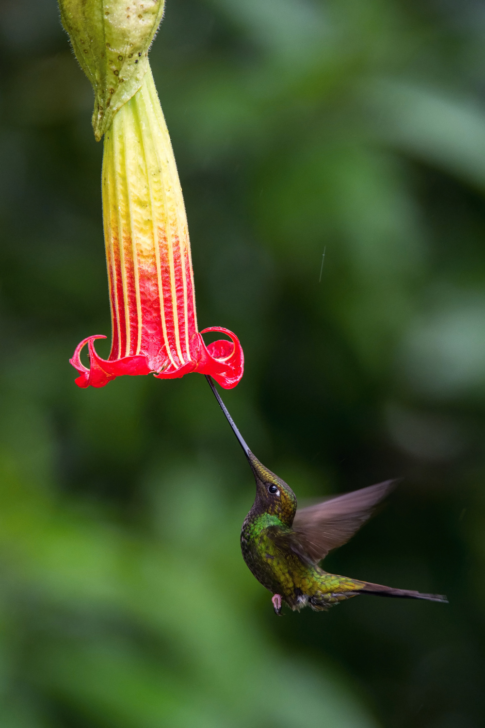 kolibřík mečozobec (Ensifera ensifera) Sword-billed hummingbird