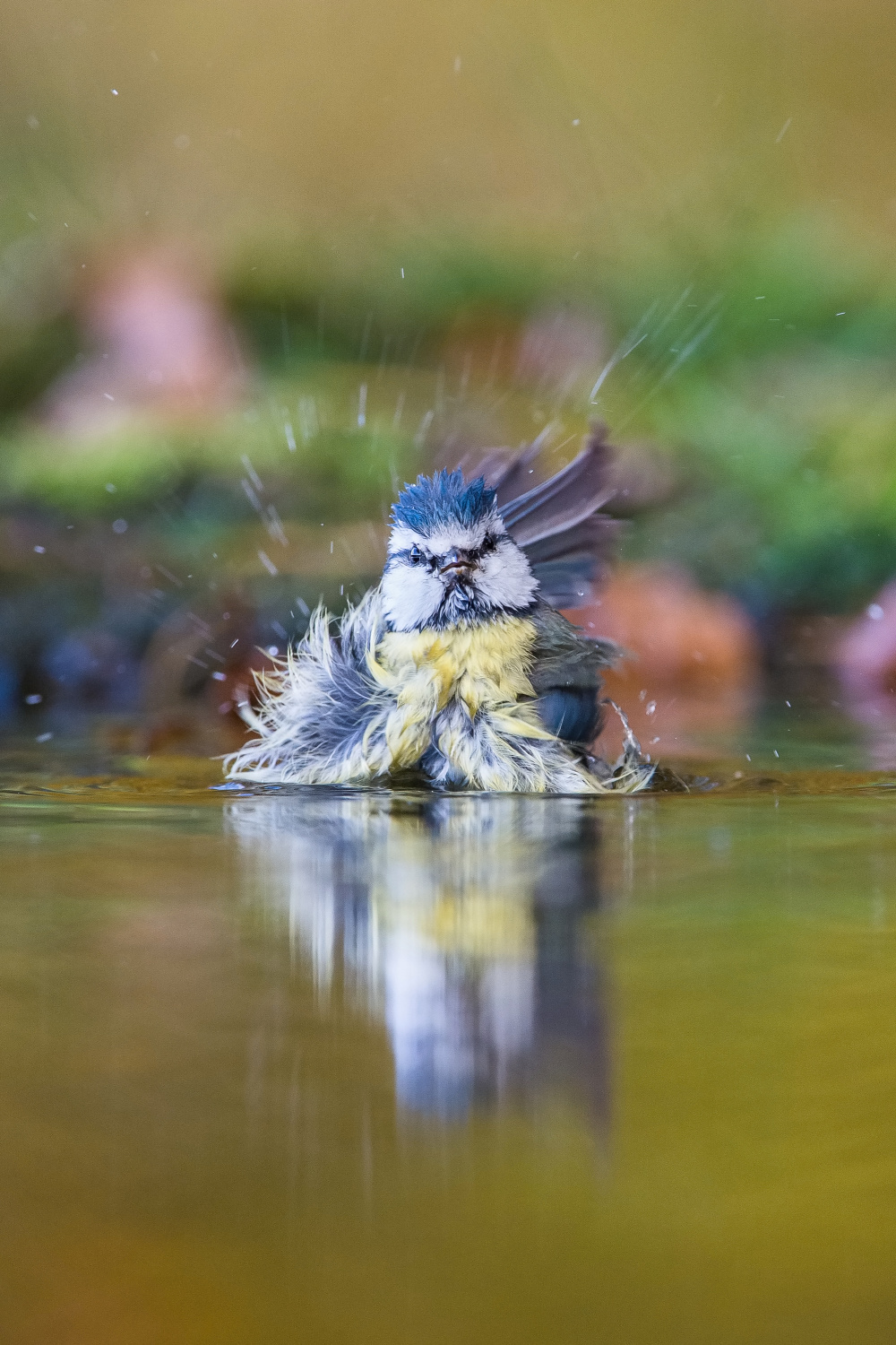 sýkora modřinka (Parus caeruleus) Eurasian blue tit