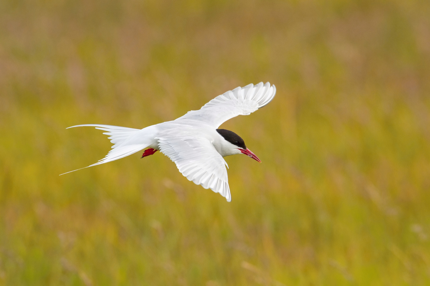 rybák dlouhoocasý (Sterna paradisaea) Arctic tern