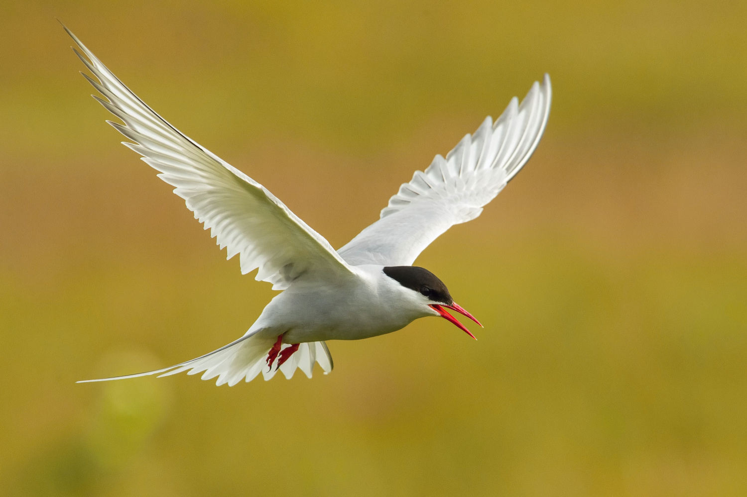 rybák dlouhoocasý (Sterna paradisaea) Arctic tern