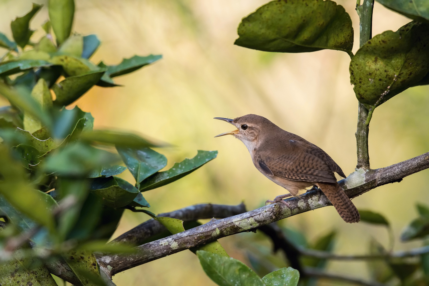 střízlík zahradní (Troglodytes aedon) House wren