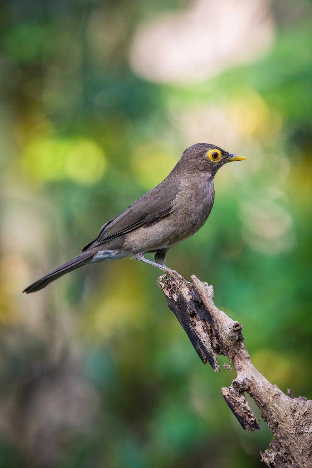 drozd olivovohnědý (Turdus nudigenis) Spectacled thrush