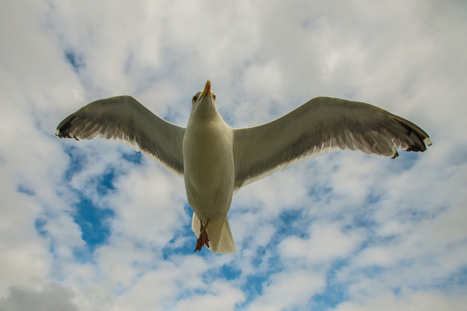 racek stříbřitý (Larus argentatus) European herring gull