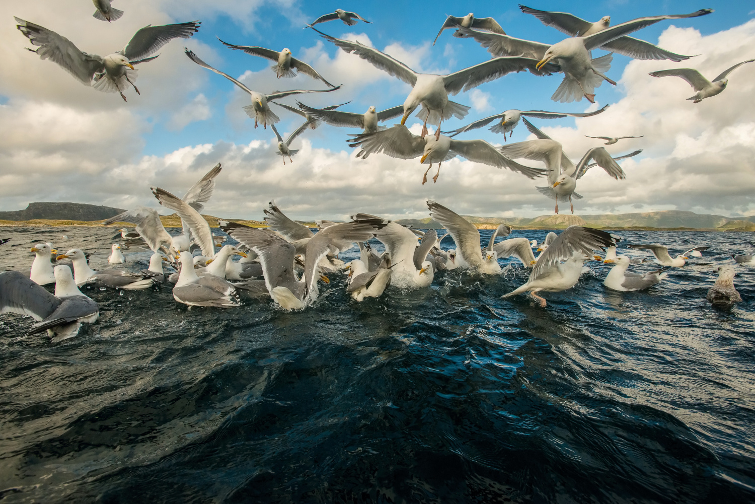 racek stříbřitý (Larus argentatus) European herring gull