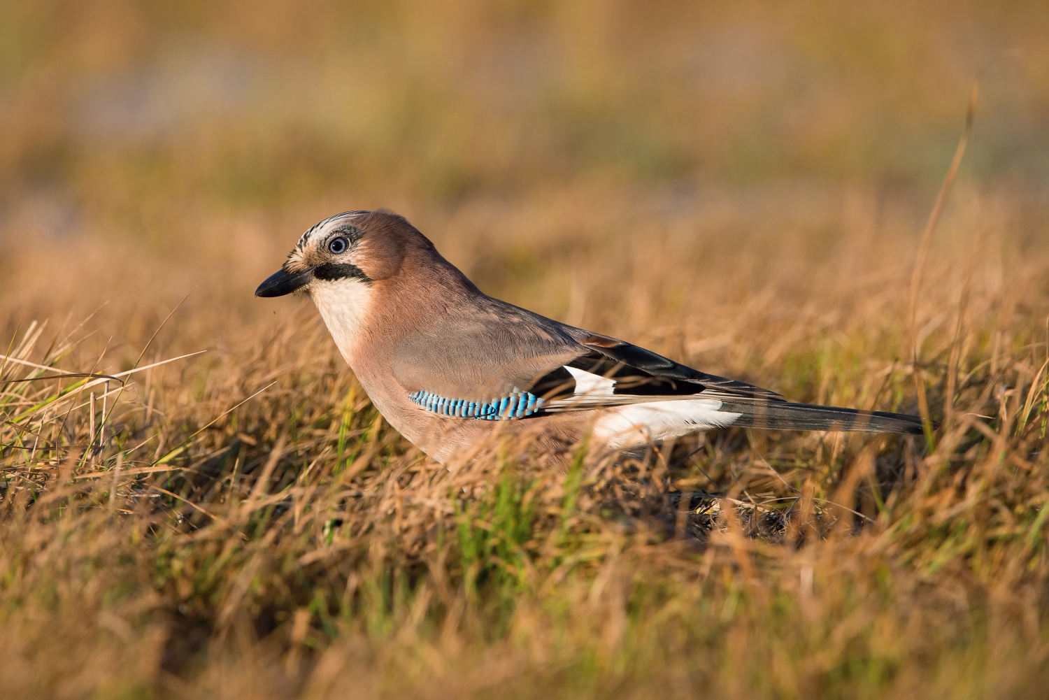 sojka obecná (Garrulus glandarius) Eurasian jay