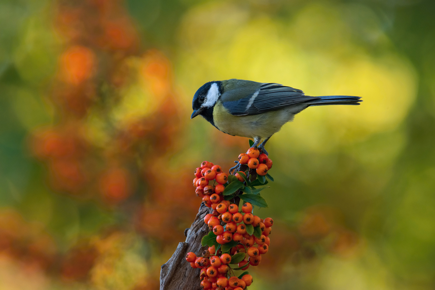 sýkora koňadra (Parus major) Great tit