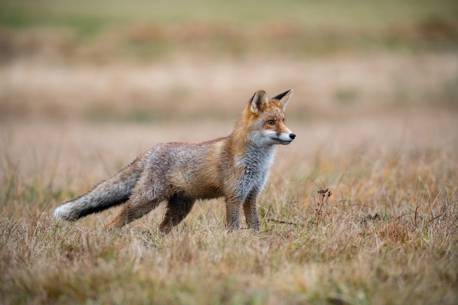 liška obecná (Vulpes vulpes) Red fox